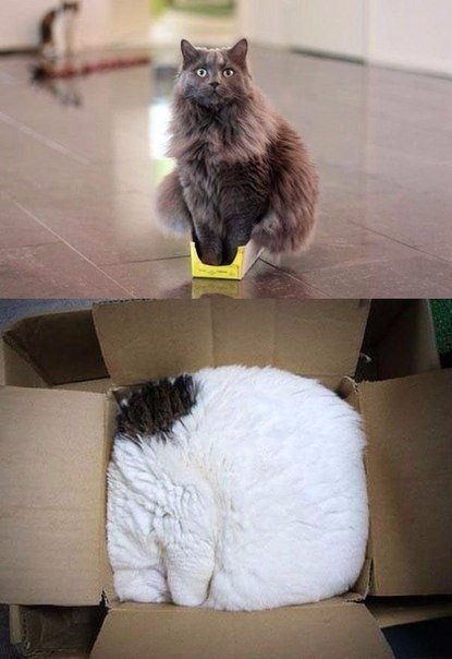 Божьи твари