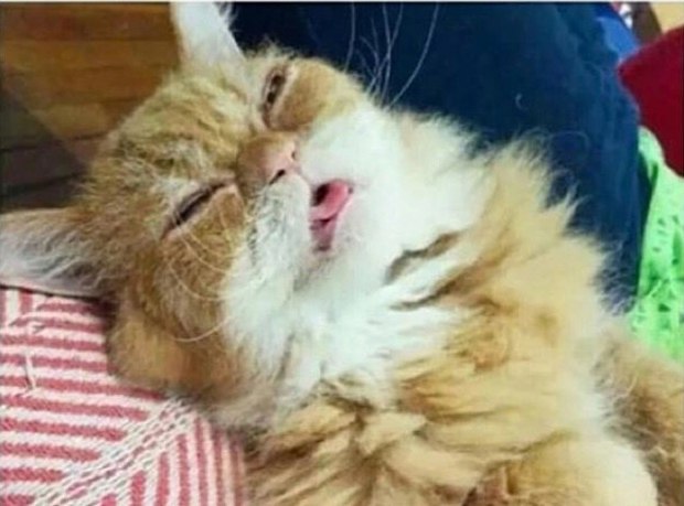 Коты из сети