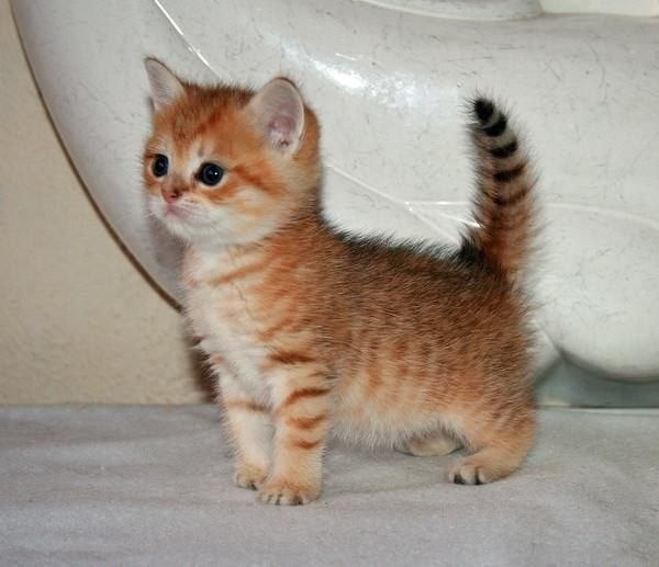 Коты из сети