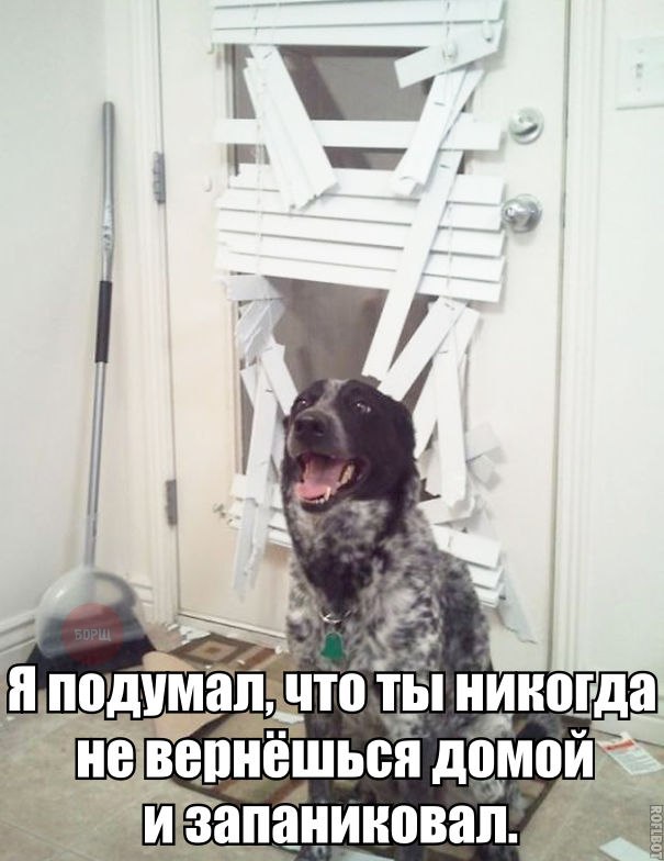 Подборка безудержного веселья
