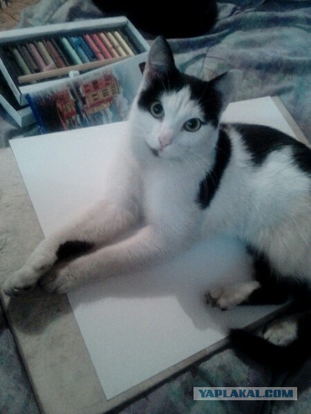 Котовторник 28.02.2017