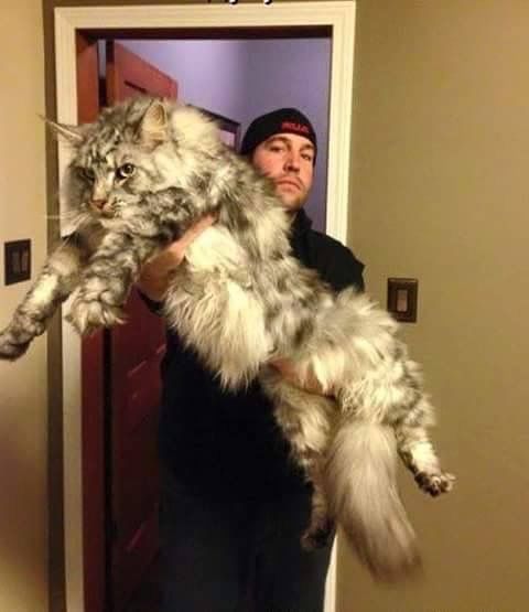 Коты и Кошки