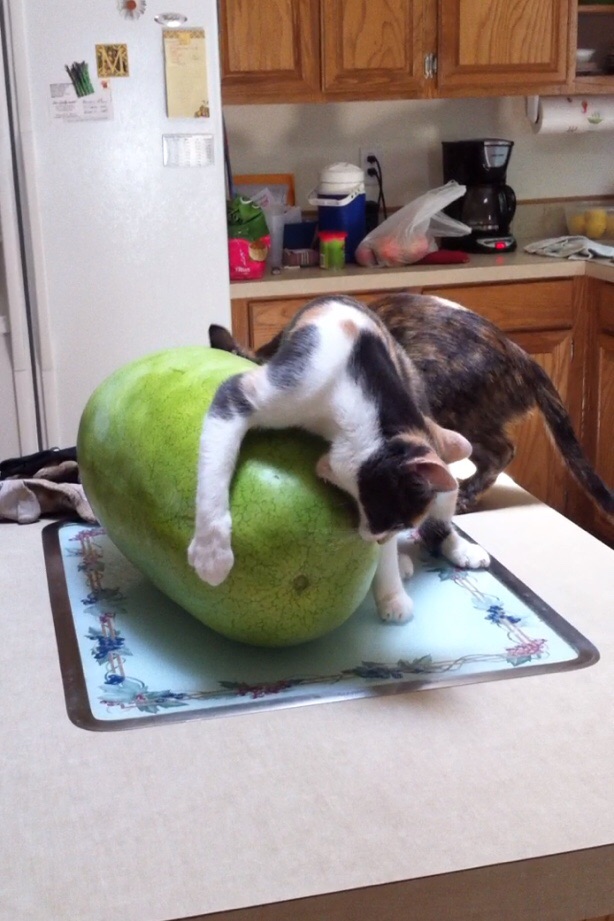 Коты и Кошки