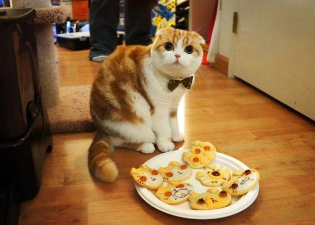 Коты и Кошки