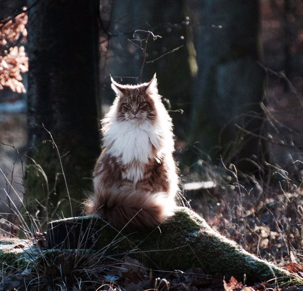 Кот без прикрас