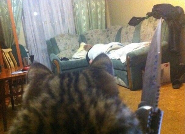 Кот без прикрас