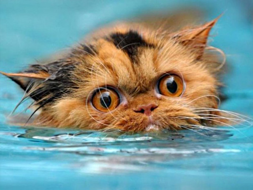 Немного милоты