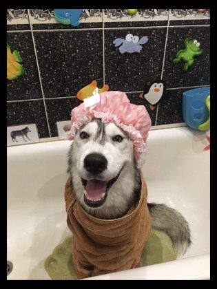 Кто-то хотел хаски дома?