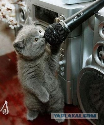 Котейкин вторник! Космический 12.04!