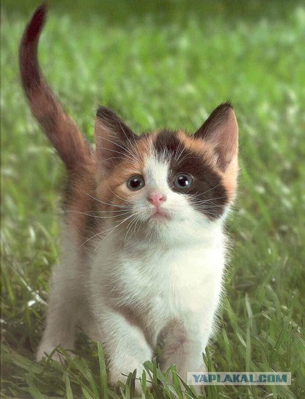 Начало - Третий уровень (Котовторник)