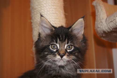 Котовторник 06.12.2011