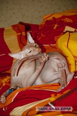 Новогодний Котовторник 01.01.2013