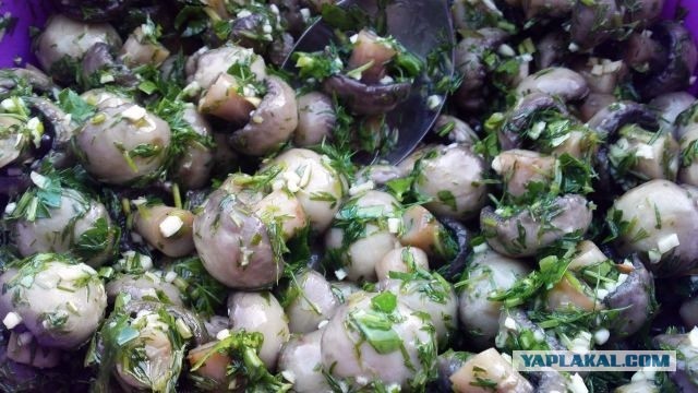 Быстромаринованные шампиньоны.