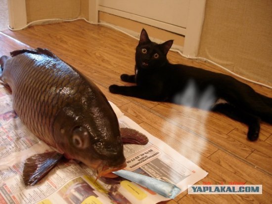 Фотожаба: котейка в шоке