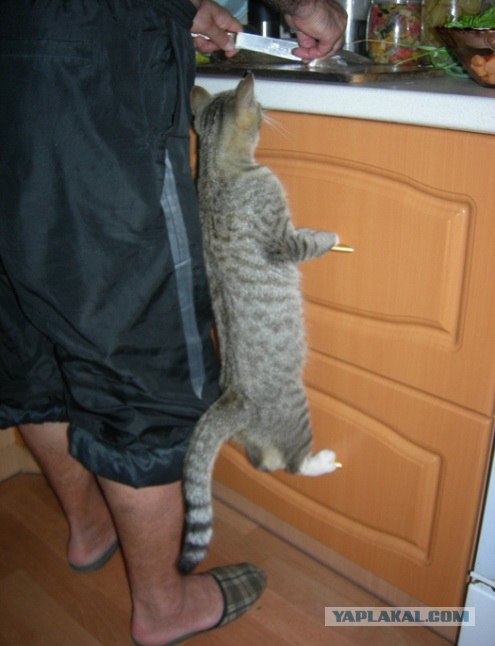 Котэ попрошайкэ