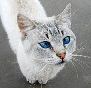 К нам пришел косоглазый кот