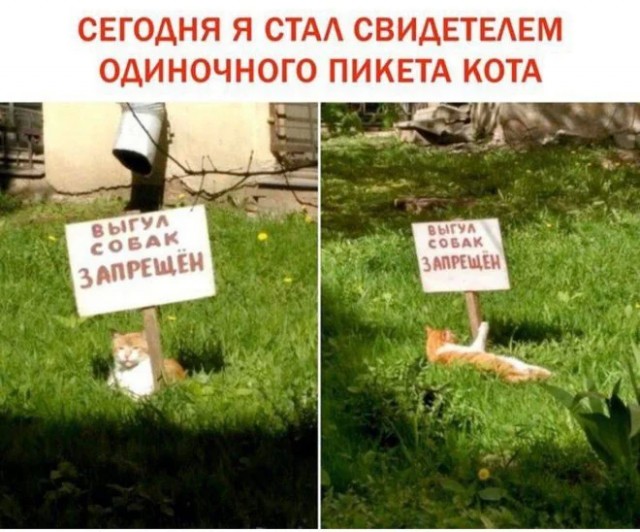 К котовторнику: подборка картинок-баянов с котиками и про котиков. Выпуск 12
