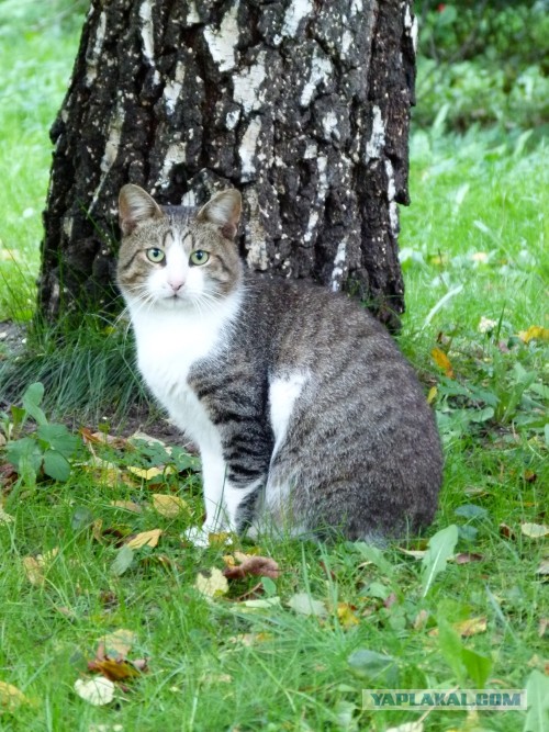 Котовторник на 24.09.2013г