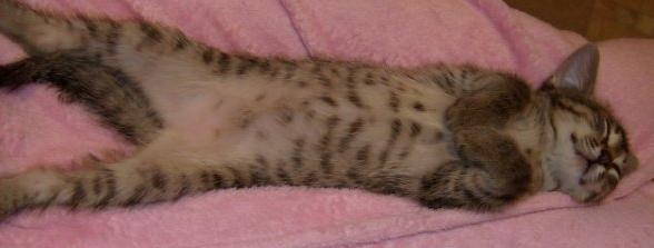 Котовторник 8.10.2013