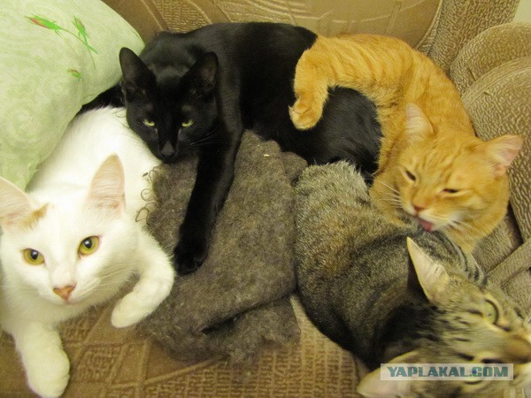 Котовторник 22.10.2013