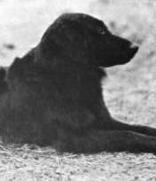 О, my dog
