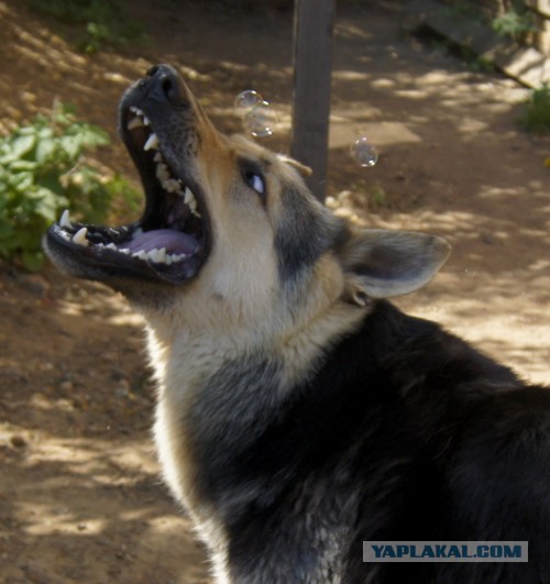 Мой малый друг Мухтар