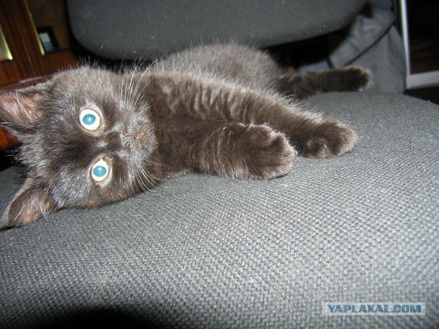 Котовторник 17.06.2014