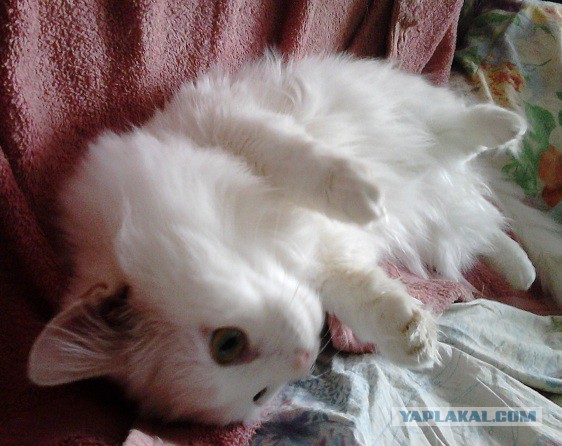 Котовторник 28.10.2014