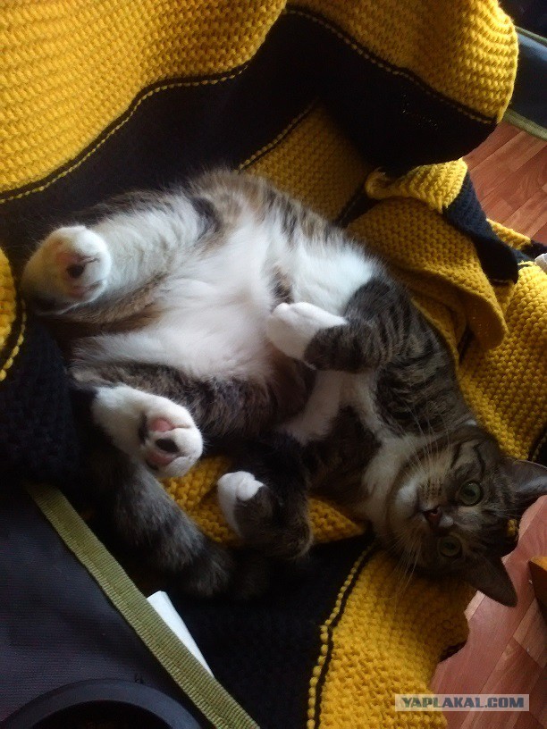 Котовторник 22.12.2015