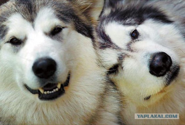 Собакочетверг