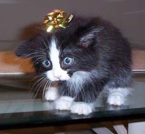 Коты, кошки, котята
