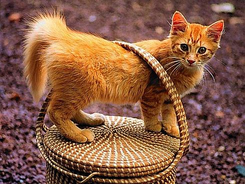 Коты, кошки, котята