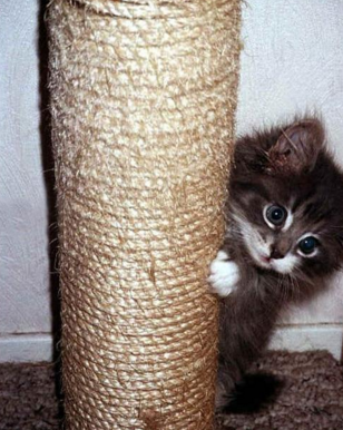 Как я колхозил кормушку для кота