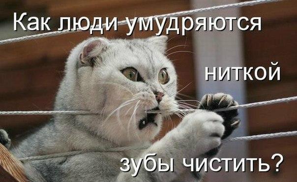 Мохнатые беспредельщики