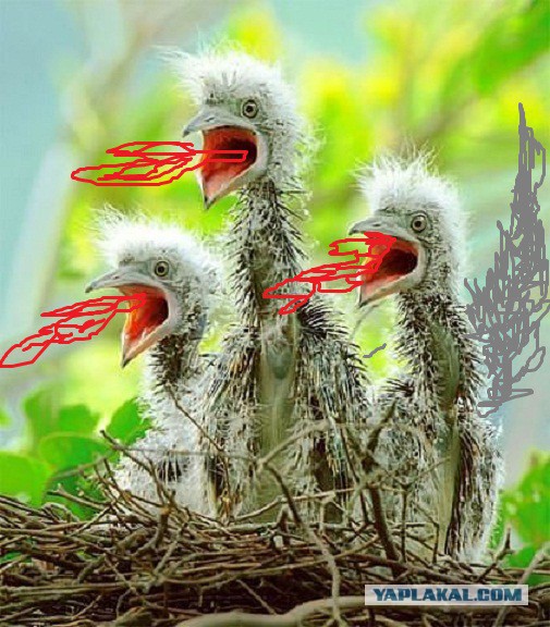 Скоро во всех гнёздах страны!... и не только