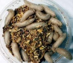 Воспитательница наказала детей «за неуважение к еде» мясом с помойки