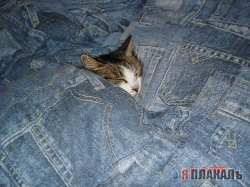 А вот и котовторник!