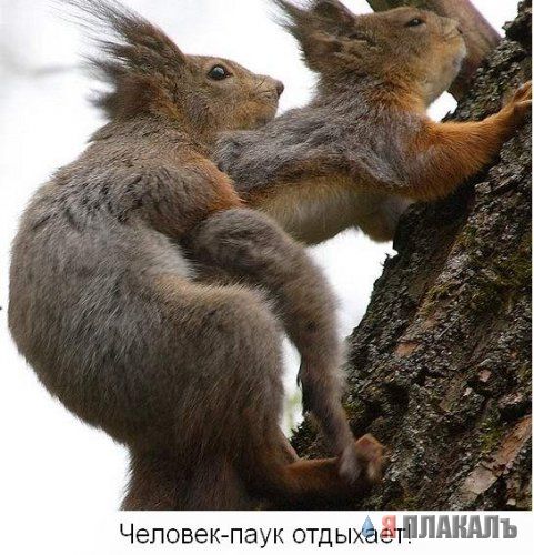 БЕЛКИ. Все про белок, прикольные белки!