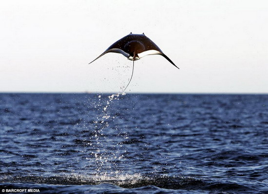 Мобула - скат, который мечтал летать(11 фото)