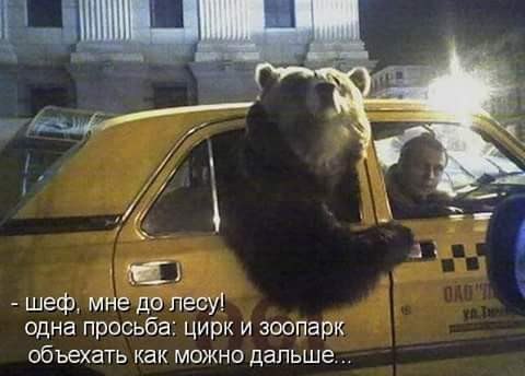 Прикольные животные