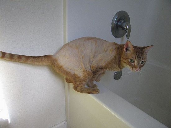 Коты из сети