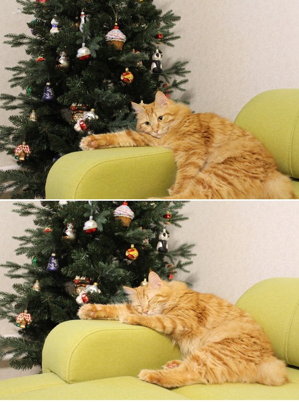 Коты из сети