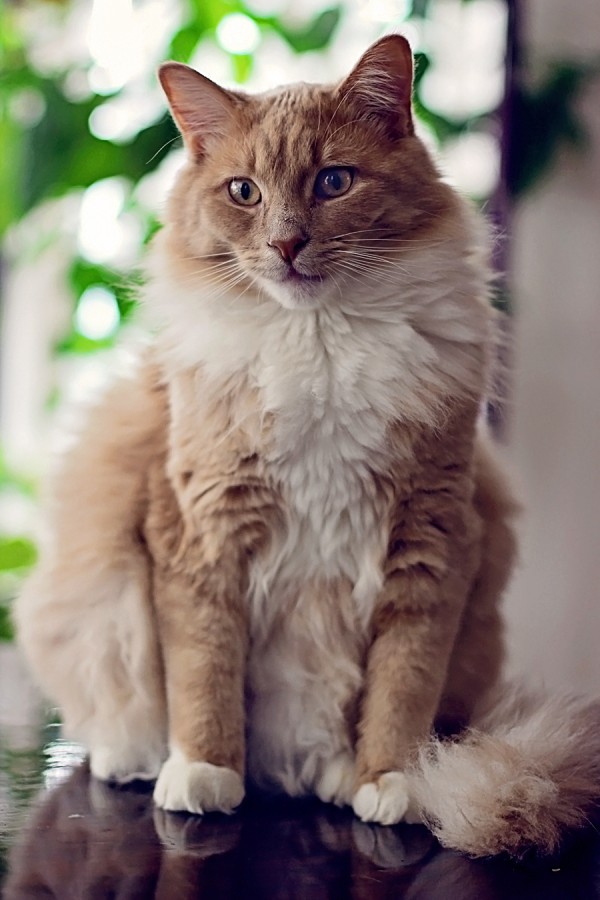 Коты и Кошки