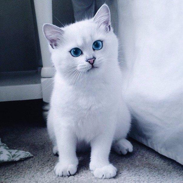 Коты и Кошки
