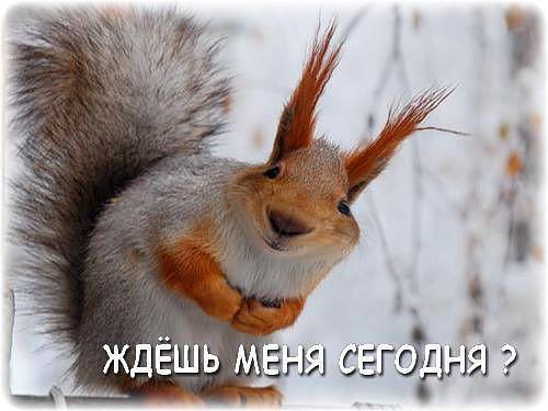 Женщина ловила белок и обучала их нападению на бывшего любовника