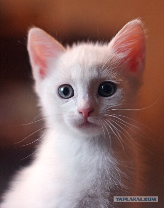 Котейкин вторник! Космический 12.04!