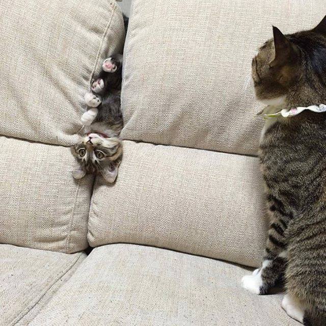 Прикольных котов пост