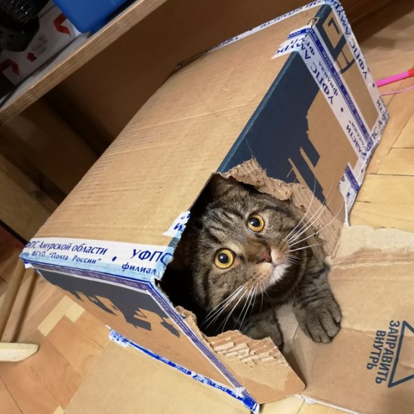 Коты и коробки созданы друг для друга