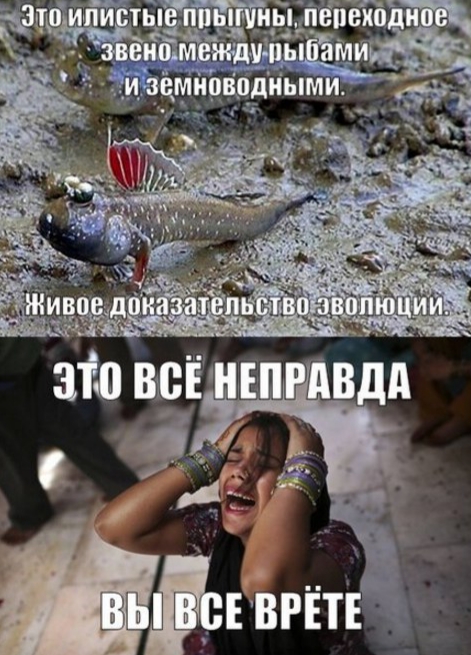Ты обезьяна