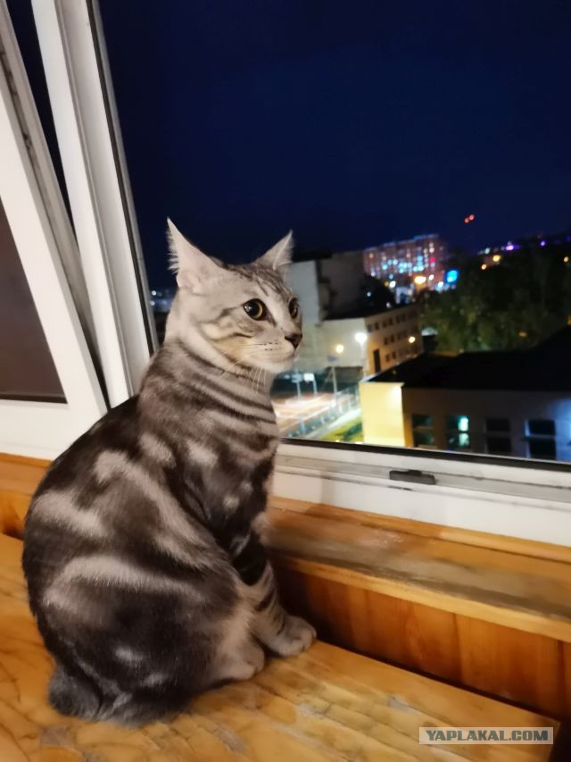 Пёс встречает хозяина, которого не видел три года